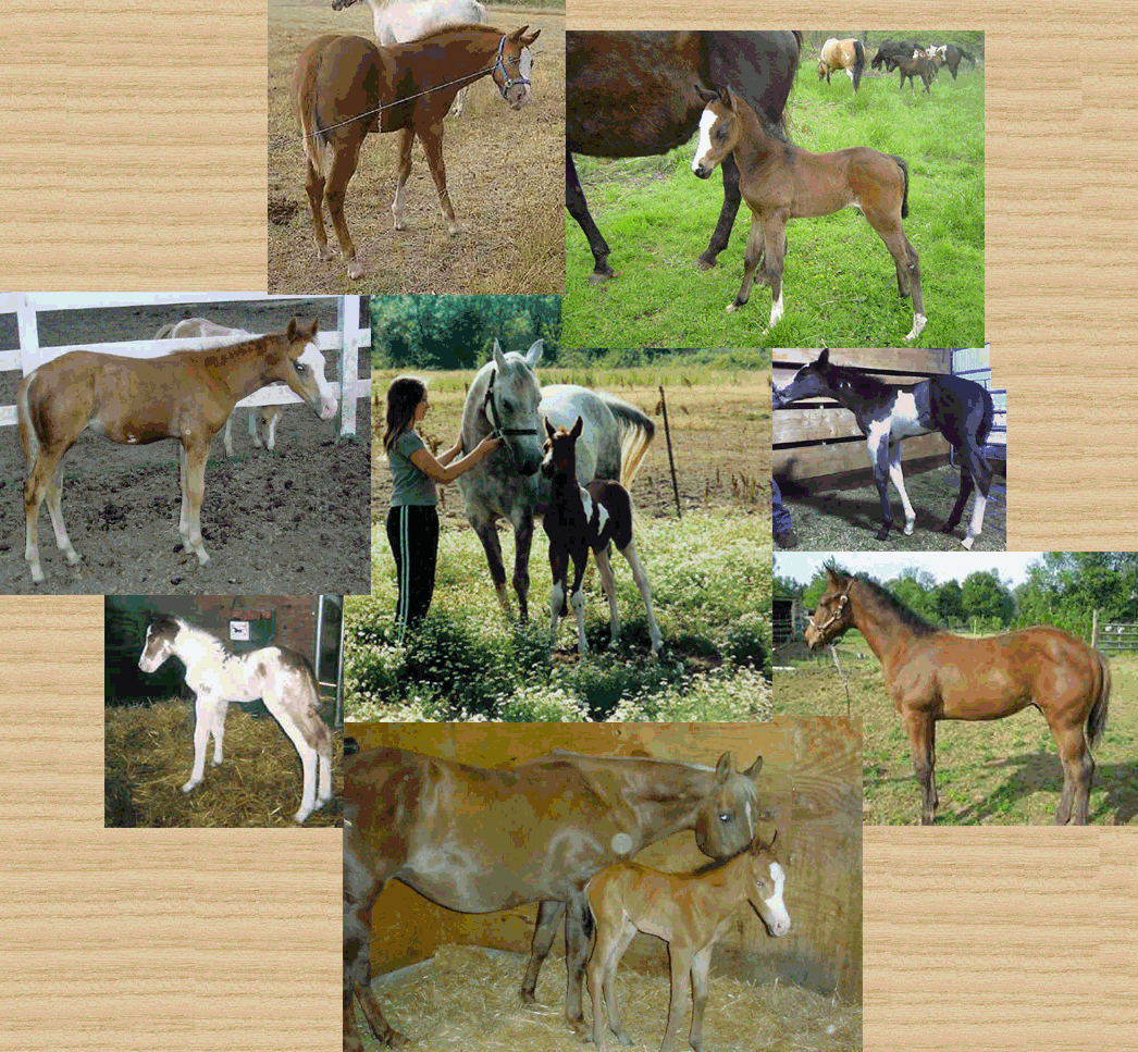 Collage of TLP Unbridled Dream Foals