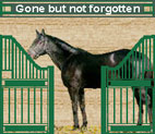 Stallions Gone but not forgotten